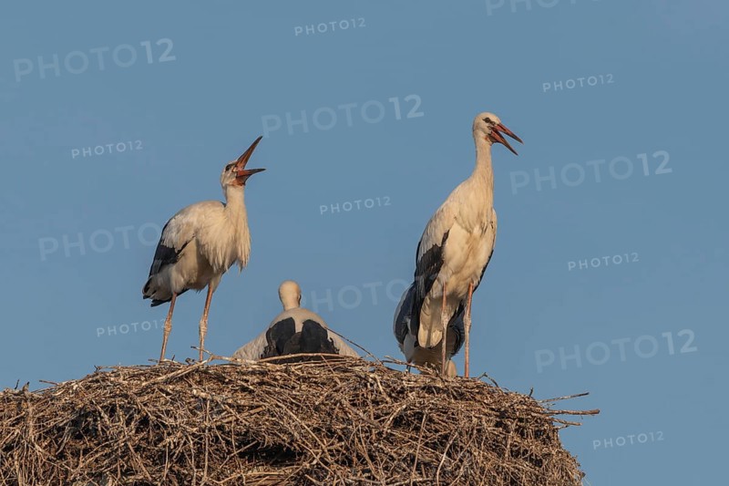Juvenile storks stand on a nest of Twigs. It is spring and the sky is blue in the evening. Birds seem to communicate with each other. Muttersholtz, Bas Rhin, Alsace, France