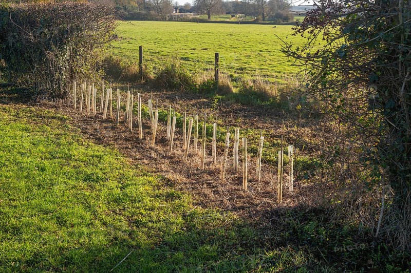 Saplings planted in protective tubes to regrow gap in hedgerow, Sutton, Suffolk Sandlings, Suffolk, England, UK