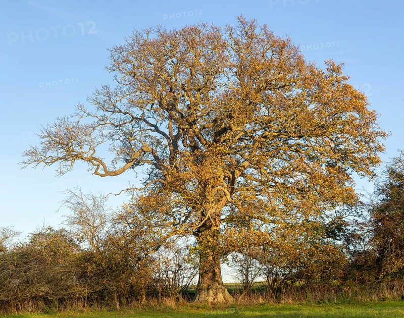 Oak tree in autumn, Quercus robur, against blue sky, Sutton, Suffolk Sandlings, Suffolk, England, UK