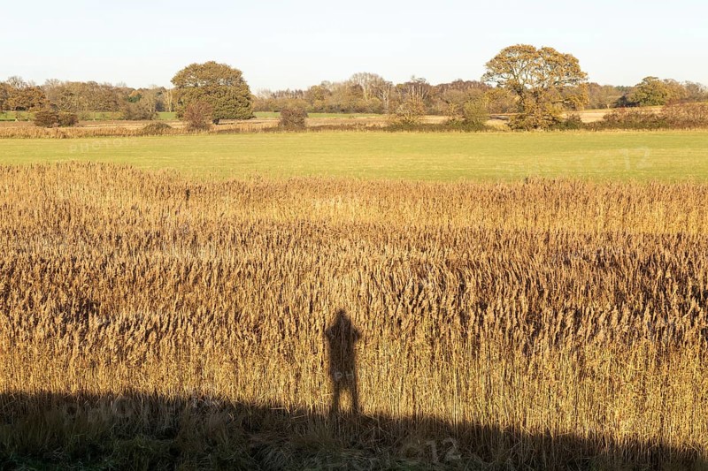 Silhouette shadow of person photographer reeds autumn landscape, Sutton, Suffolk Sandlings, Suffolk, England, UK