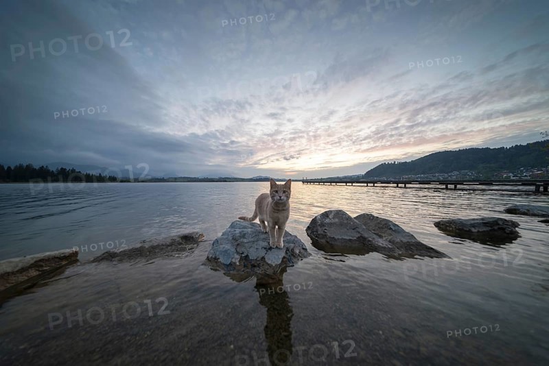 Curious cat after sunset, Hopfensee, Hopfen am See, near FÃ¼ssen, OstallgÃ¤u, AllgÃ¤u, Bavaria, Germany