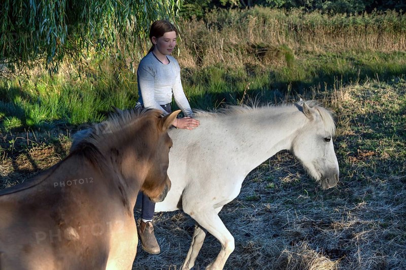 Young girl with her horses in the pasture, Othenstorf, Mecklenburg-Western Pomerania, Germany