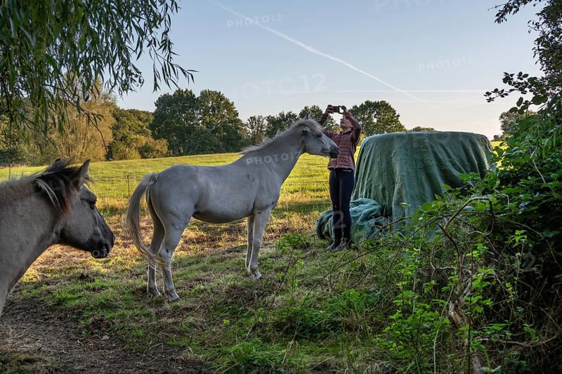 Young girl taking pictures with her mobile phone of her horses in the pasture, Othenstorf, Mecklenburg-Western Pomerania, Germany