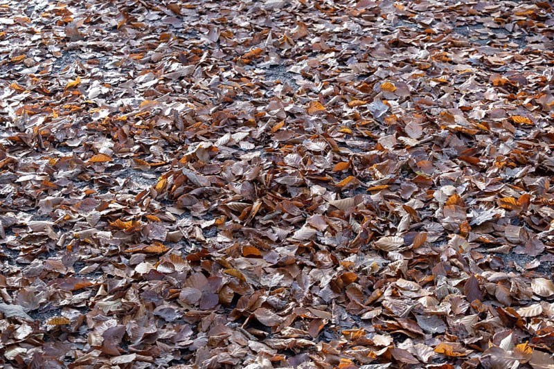 Wet autumn leaves on forest soil, beech leaves, MÃ¼nsterland, North Rhine-Westphalia, Germany
