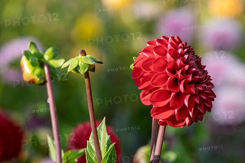 Dahlia (Dahlia), red, MÃ¼nsterland, North Rhine-Westphalia, Germany