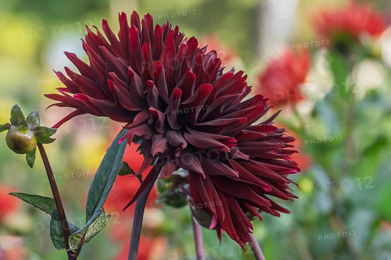 Dahlia (Dahlia), dark red, MÃ¼nsterland, North Rhine-Westphalia, Germany