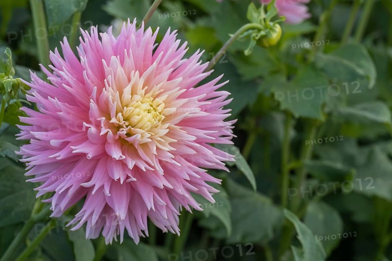 Deer Antler Dahlia, Just Married variety, MÃ¼nsterland, North Rhine-Westphalia, Germany