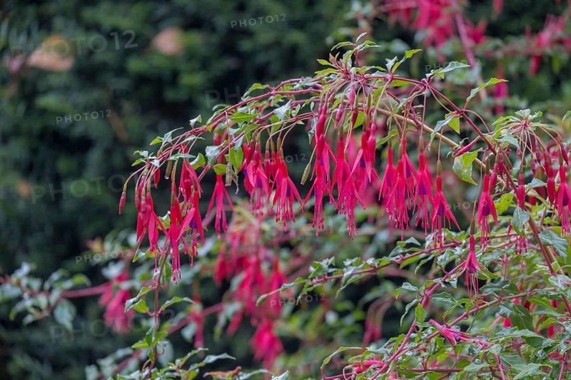 Scarlet fuchsia (Fuchsia magellanica), garden fuchsia, winter-hardy, MÃ¼nsterland, North Rhine-Westphalia, Germany