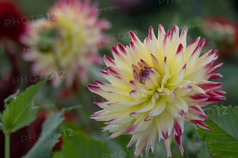 Dahlia (Dahlia), North Rhine-Westphalia, Germany