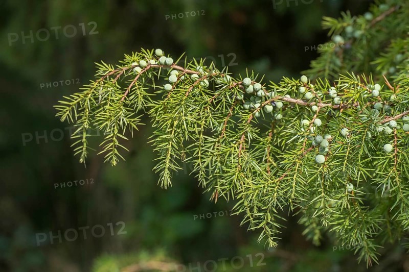 Common juniper (Juniperus communis) with juniper berries, the Netherlands