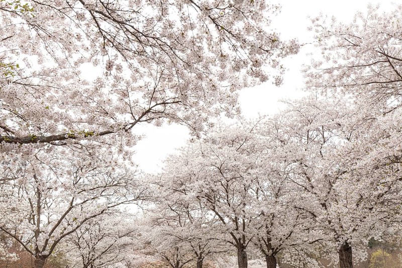 White-blooming cherry trees in spring on Rose Island in Bad Kreuznach, Germany