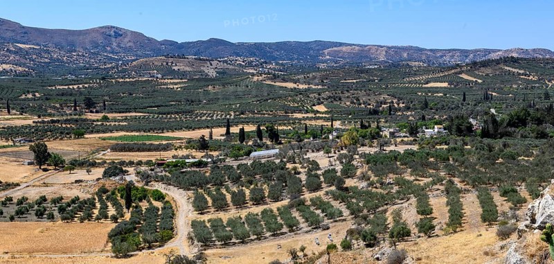 Large olive plantation, Kamilari, Crete, Greece