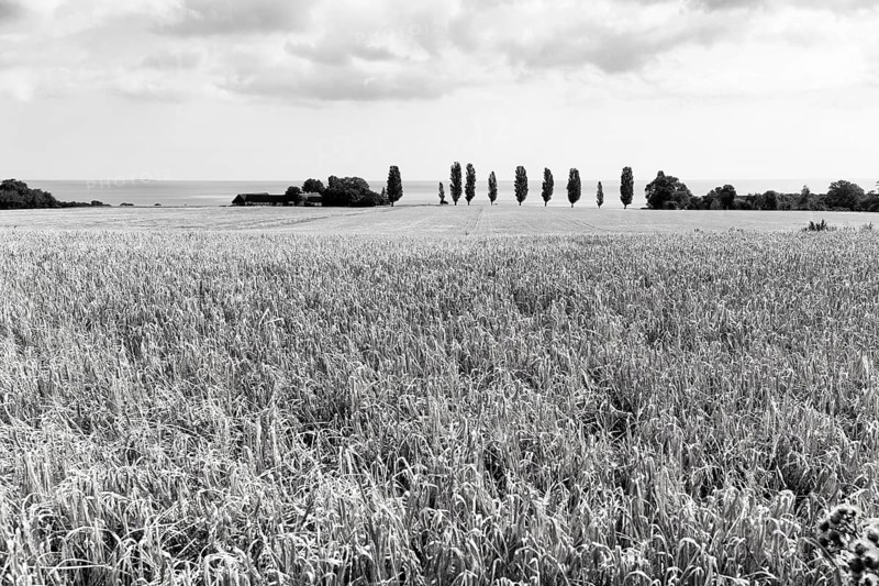 Ripe wheat field in summer, dead ripe, Ertholmene, pea islands on the horizon, monochrome, Bornholm, Baltic Sea, Denmark