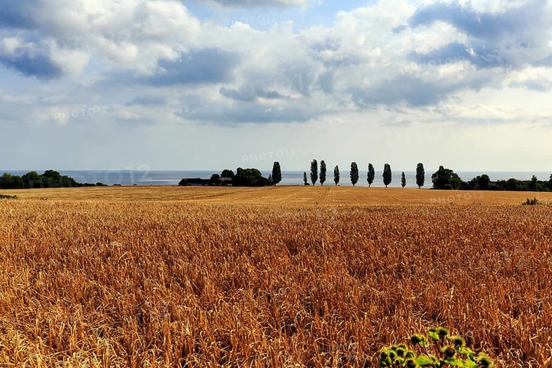 Golden brown, ripe wheat field in summer, dead ripe, Ertholmene, pea islands on the horizon, harvest time, Bornholm, Baltic Sea, Denmark