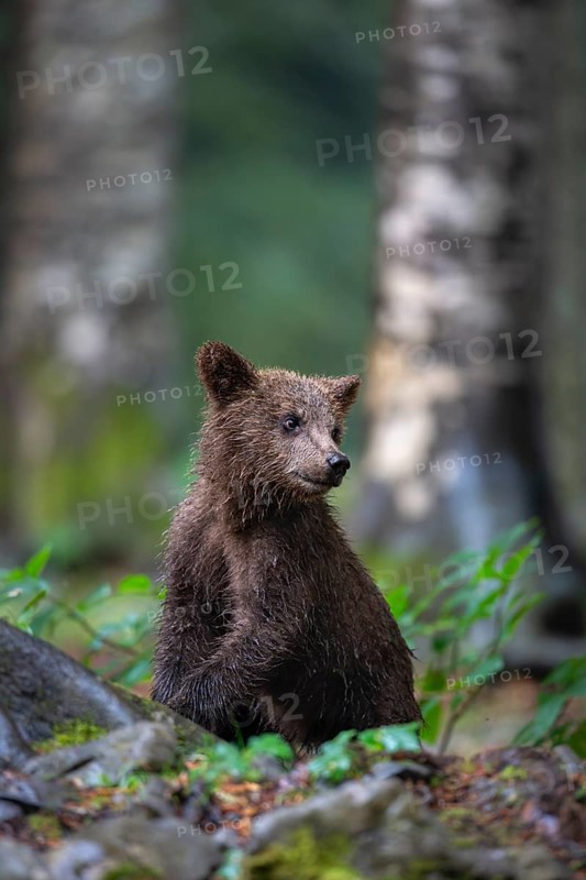 European brown bear (Ursus arctos arctos), young animal in the forest, Notranjska region, Slovenia