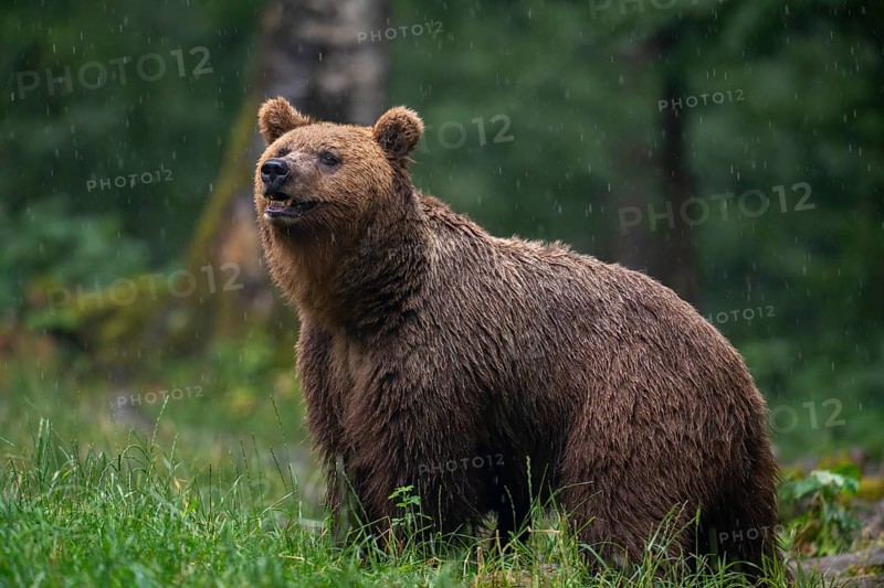 European brown bear (Ursus arctos arctos), in the forest, Notranjska region, Slovenia