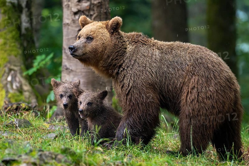 European brown bear (Ursus arctos arctos), mother with two cubs, in the forest, Notranjska region, Slovenia