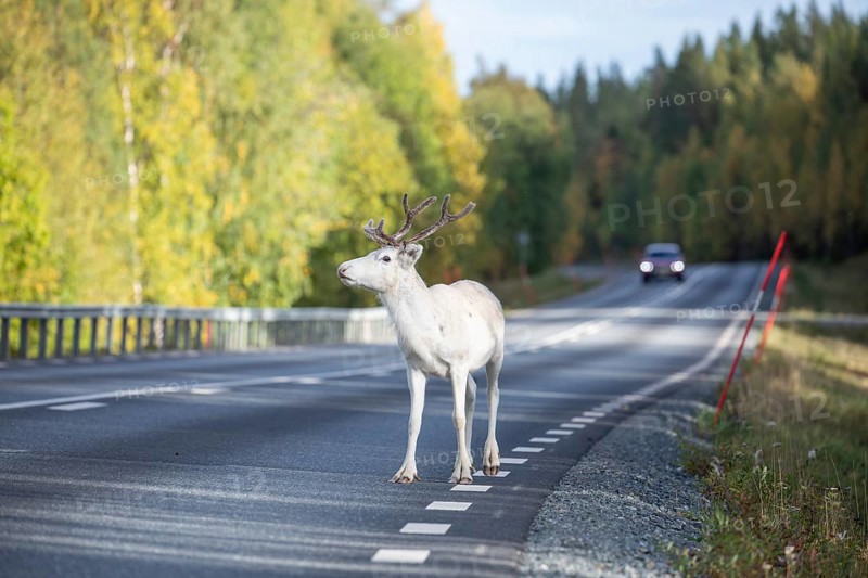 White reindeer on the street in Sweden, Lapland in autumn. Car is driving on the opposite side