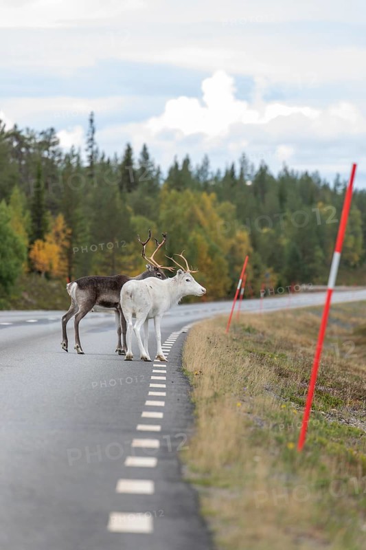 Autumn migration of reindeer on the roads with traffic in northern Sweden