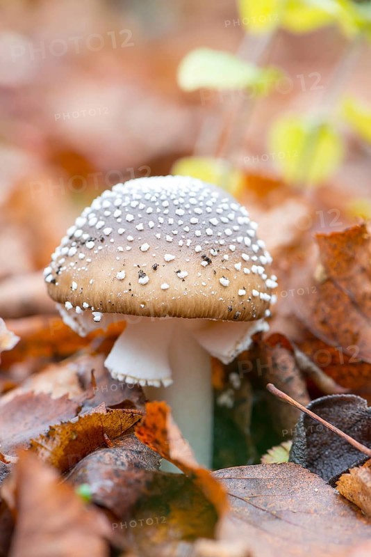 Panther mushroom (Amanita pantherina, syn. Amanitaria pantherina, Agaricus pantherinus), also panther bulge, toad stool, toad sponge, Saxon death, panther bulge, close-up, mushroom, colorful autumn leaves, leaves, leaf layer, poisonous, deadly, danger, spotted, flakes, husk remains, ringed, white stem, brown hat, Velum remains, beauty, young fruit body, forest floor, deciduous forest, Deutsch Evern, LÃ¼neburg district, Lower Saxony, Germany