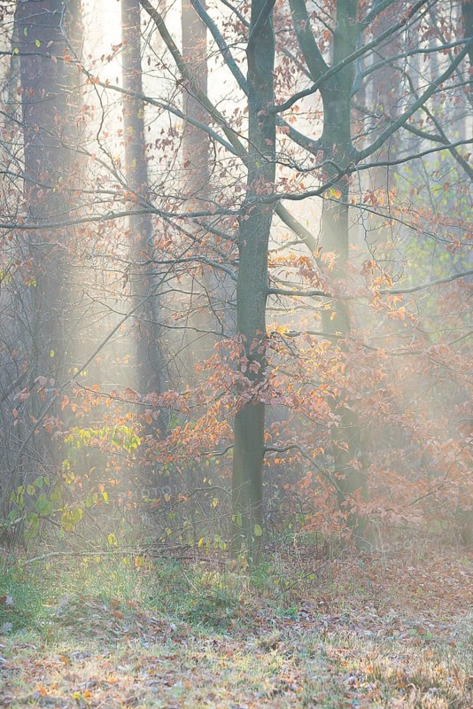 Red beech with remnants of autumn-colored leaves in foggy forest with rays of light, European beech (Fagus sylvatica), common beech, colorful autumn leaves, meadow, grass, undergrowth, natural forest, mystical, enchanting, atmospheric, foggy, haze, thick fog, pastel, pastel colors, lighting mood, pastel shades, sun, sunlight, sun rays, morning light, autumn morning, November, season, detail, beauty, magic, Deutsch Evern, LÃ¼neburg district, Lower Saxony, Germany
