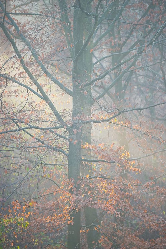 Red beech with remnants of autumn-colored leaves in foggy forest with rays of light, European beech (Fagus sylvatica), common beech, natural forest, nature, undergrowth, colorful autumn leaves, mystical, enchanting, atmospheric, foggy, haze, thick fog, pastel, pastel colors, light mood, pastel shades, sun, sunlight, sun rays, morning light, autumn tomorrow, November, season, detail, beautiful, beauty, magic, Deutsch Evern, LÃ¼neburg district, Lower Saxony, Germany