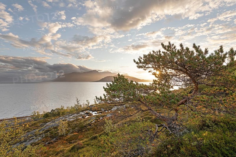 Scots pine with sun stars on the Norwegian fjord. Sunrise at BodÃ¸, Nordland, Norway