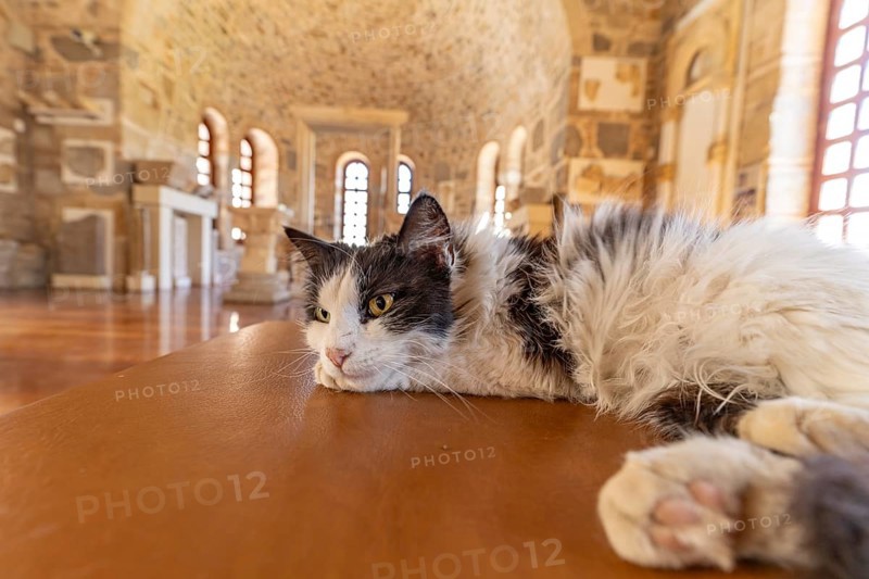 Cat resting in the Refectory Museum of the Hosios Luke Monastery, UNESCO World Heritage Site in Steiri, Greece
