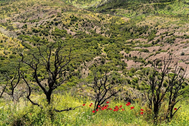 Burnt trees after a forest fire and new spring flowers at Hosios Lukas monastery in Steiri, Greece