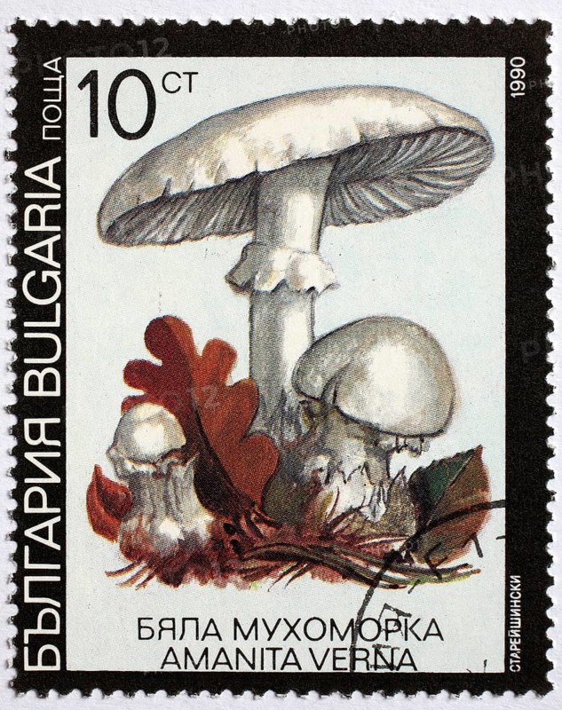 Mushrooms as a stamp motif, Amanita verna, spring bulbous leaf mushroom, Bulgaria