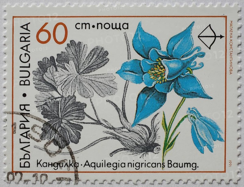 Medicinal plant as stamp motif, Aquilegia nigricans, blackish columbine, Bulgaria