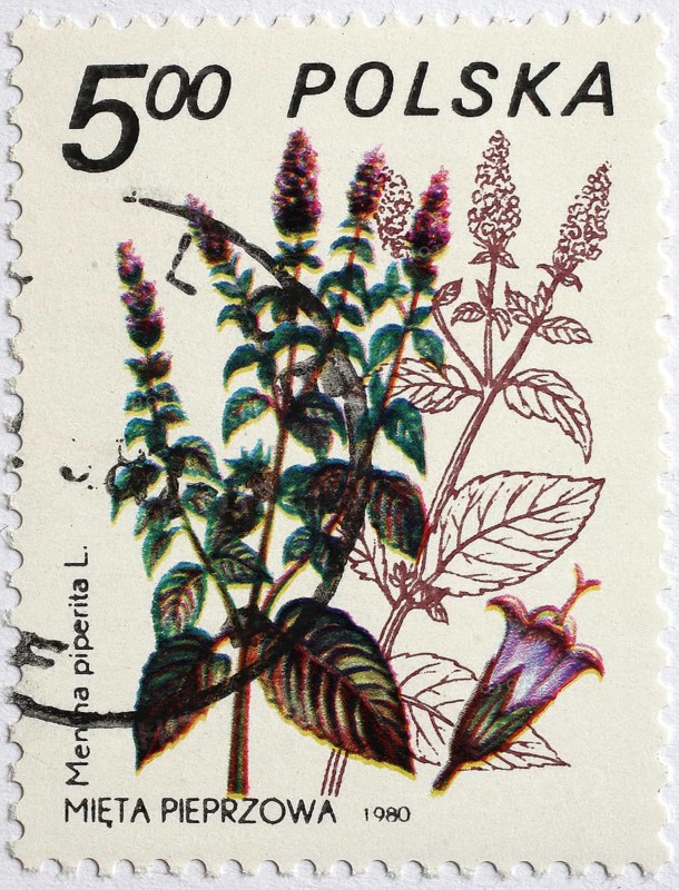 Medicinal plant as stamp motif, Mentha piperita, peppermint, Poland