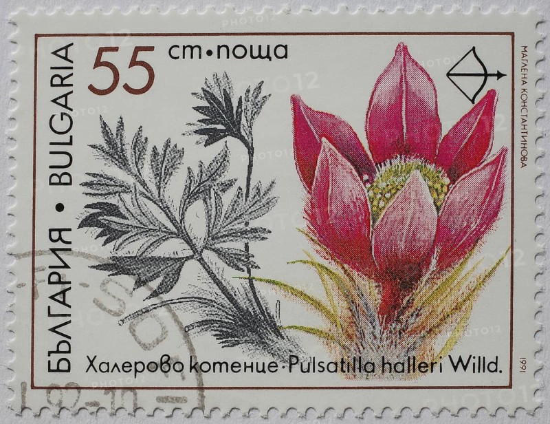 Medicinal plant as stamp motif, Pulsatilla halleri, Hallers cowbell or Hallers kitchen bell, Bulgaria