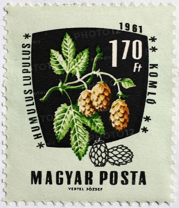 Medicinal plant as stamp motif, Humulus lupulus, hops, Hungary