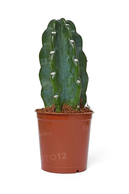 Cereus Jamacaru 'Cuddly Cactus' cactus houseplant without spikes in pot on white background