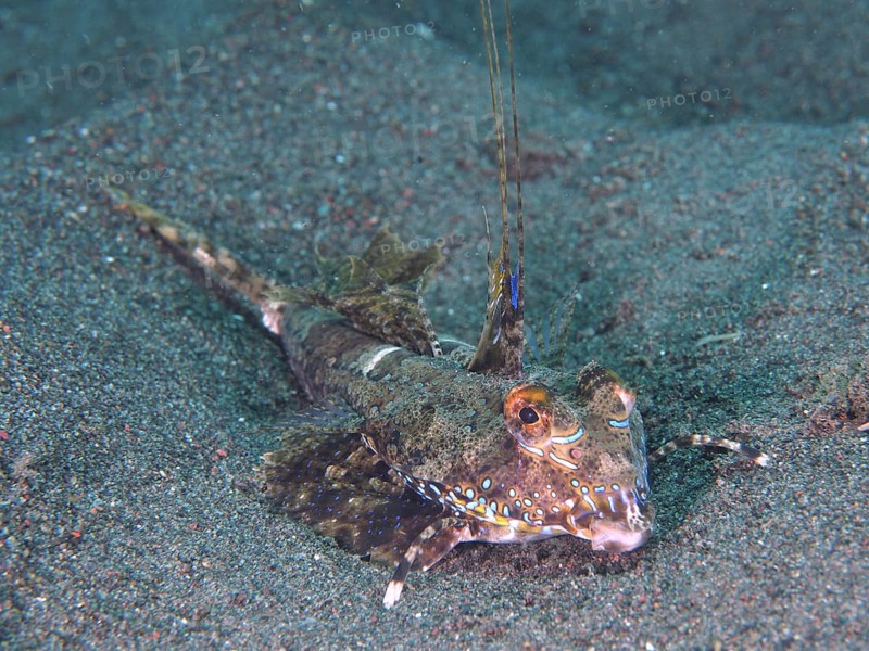An exotic fish, finger lyrefish, giant lyrefish (Dactylopus dactylopus), lies on a sandy seabed. Puri Jati Dive Site, Umeanyar, Bali, Indonesia