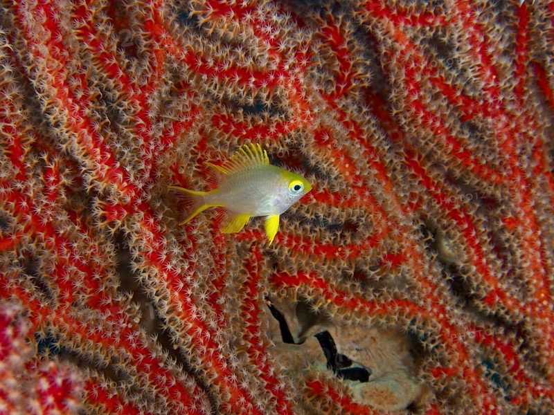 A small golden reefass (Amblyglyphidodon aureus) juvenile stands against a background of thick red coral mesh. Sweet Reef Dive Site, Penyapangan, Bali, Indonesia