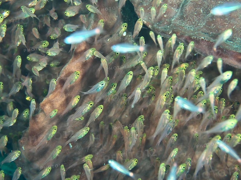 A swarm of small, transparent fish, golden glassfish (Parapriacanthus ransonneti), swims near a rocky structure. Sweet Reef Dive Site, Penyapangan, Bali, Indonesia