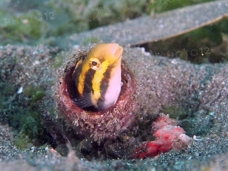 A striped mimicry saber hagefish (Petroscirtes breviceps) peeks out of an empty bottle in the sand, surrounded by marine growth. Secret Bay Dive Site, Gilimanuk, Bali, Indonesia