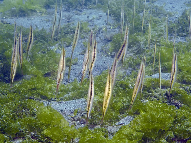 Several fish, striped snipefish, razorfish (Aeoliscus strigatus), stand vertically in a group above green seaweed. Secret Bay Dive Site, Gilimanuk, Bali, Indonesia