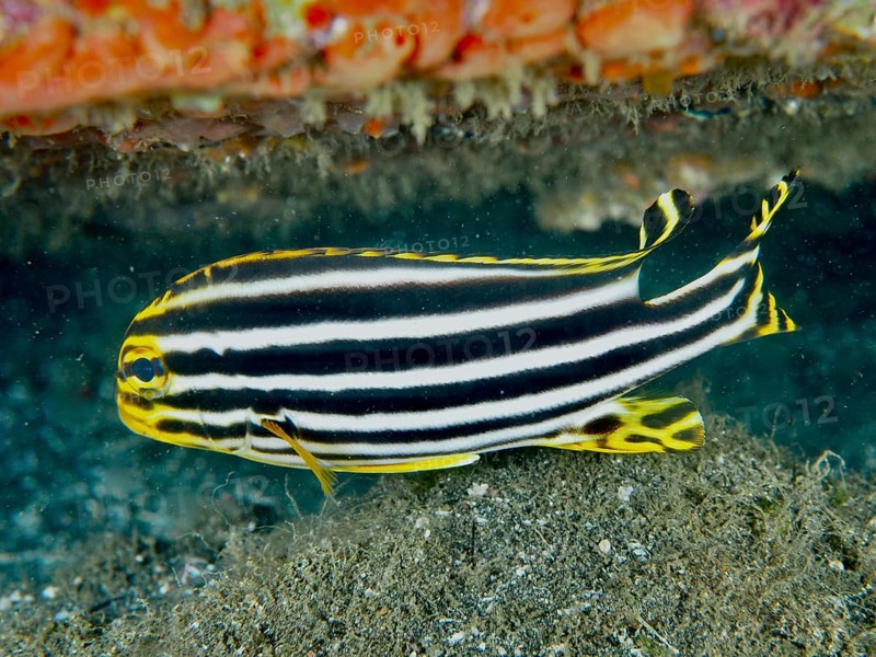 Striped fish with black and yellow stripes, striped sweet lip (Plectorhinchus lessonii), at the bottom of the sea. Secret Bay Dive Site, Gilimanuk, Bali, Indonesia