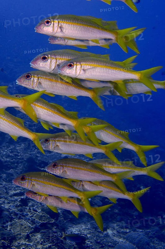 A swarm of yellow fish, yellowtail mullet (Mulloidichthys vanicolensis), swims in formation through the deep ocean. Toyapakeh Dive Site, Nusa Ceningan, Nusa Penida, Bali, Indonesia