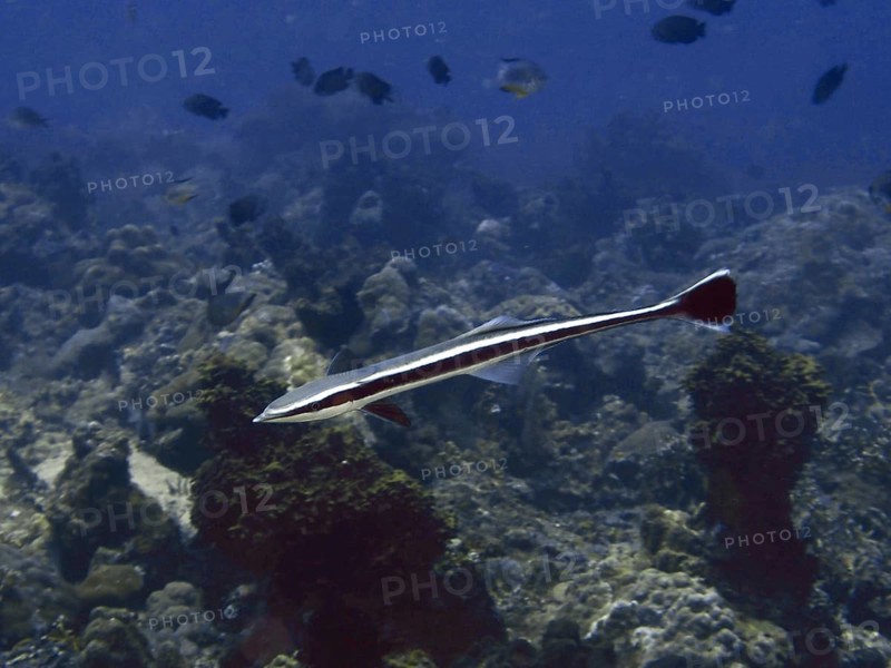 A striped ship owner (Echeneis naucrates) swims over corals in a blue tropical sea. Twin Reef Dive Site, Penyapangan, Bali, Indonesia