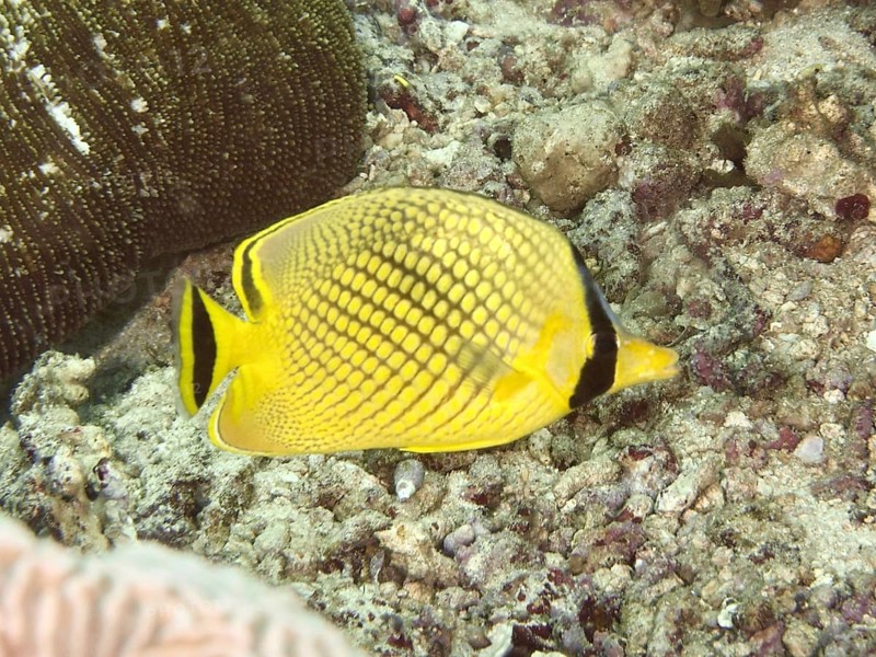 A yellow large scale butterflyfish (Chaetodon rafflesii) swims above corals on the ground. Spice Reef Dive Site, Penyapangan, Bali, Indonesia