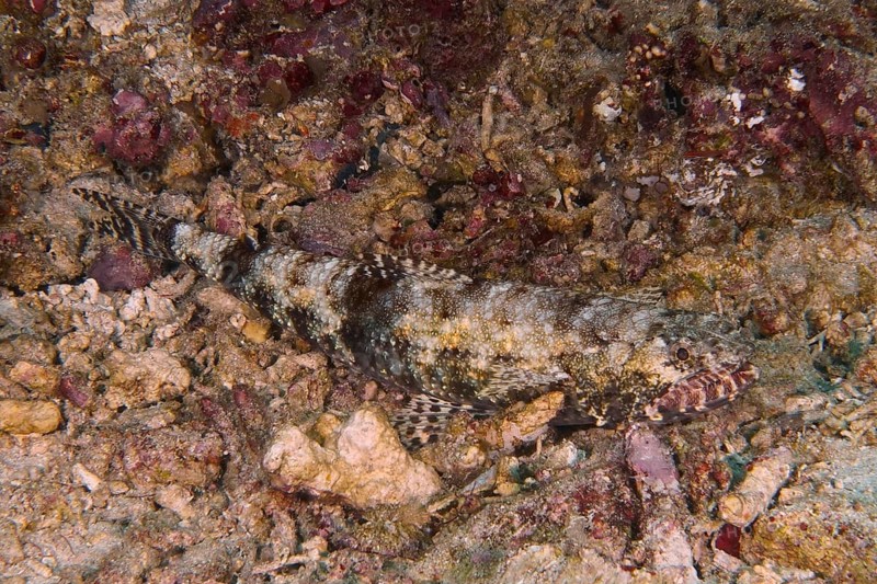 A well-camouflaged graziler lizardfish (Saurida gracilis) lies on rocky ground. SD Dive Site, Nusa Ceningan, Nusa Penida, Bali, Indonesia