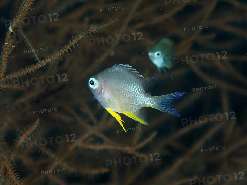 Two fish, golden reefass (Amblyglyphidodon aureus) juvenile, swim in a dark, coral-filled underwater world. Twin Reef Dive Site, Penyapangan, Bali, Indonesia