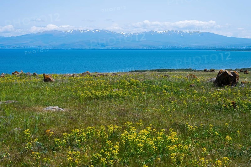 Blooming meadow in front of a lake with mountains in the background, under a blue sky with few clouds, Lake Sevan, largest freshwater lake in Armenia and the entire Caucasus, Gegharkunik province, in the background the mountains of Azerbaijan, Armenia