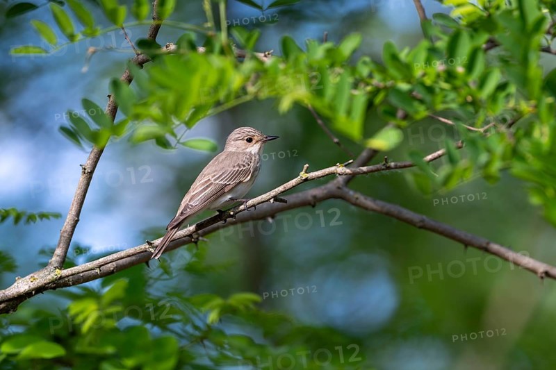 Grey snapper (Musicapa striata), bird, on branch, Kiskunsag National Park, Hungary