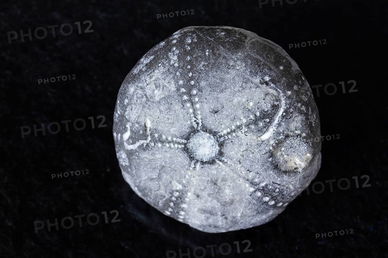 Detailed view of sea urchin fossil found in RÃ¼gen Germany