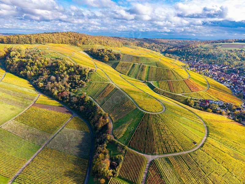 Aerial view of vineyards with winding paths, glowing leaves and cloudy sky, autumn, near StrÃ¼mpfelbach im Remstal, Rems-Murr-Kreis, Baden-WÃ¼rttemberg, Germany